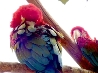 Aras du Parc Animalier de Branféré - Morbihan