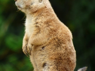 Chien de prairie du Parc Animalier de Branféré - Morbihan