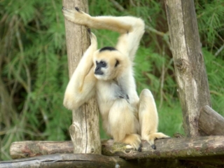Gibbon femelle du Parc Animalier de Branféré - Morbihan