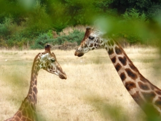 Girafes du Parc Animalier de Branféré - Morbihan