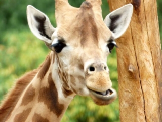 Girafe du Parc Animalier de Branféré - Morbihan