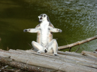 Lémurien du Parc Animalier de Branféré - Morbihan