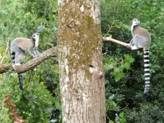 Lémuriens du Parc Animalier de Branféré - Morbihan