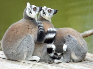 Trio de lémuriens du Parc Animalier de Branféré - Morbihan