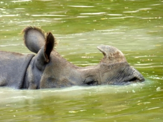 Rhinocéros du Parc Animalier de Branféré - Morbihan