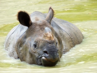 Rhinocéros du Parc Animalier de Branféré - Morbihan