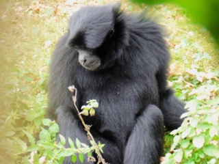 Siamang du Parc Animalier de Branféré - Morbihan
