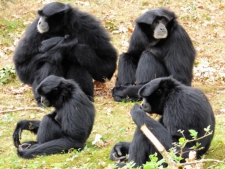 Siamangs du Parc Animalier de Branféré - Morbihan
