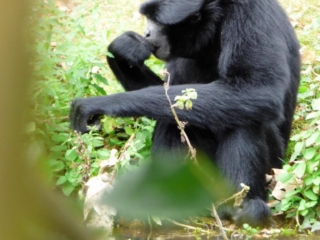 Siamang du Parc Animalier de Branféré - Morbihan