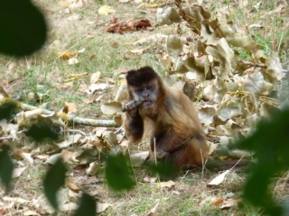 Singe capucin du Parc Animalier de Branféré - Morbihan