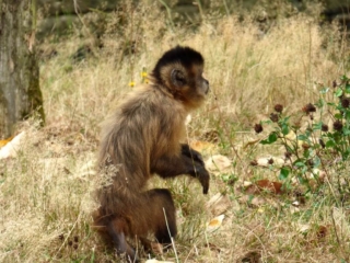 Singe capucin du Parc Animalier de Branféré - Morbihan
