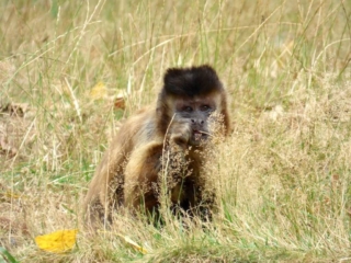 Singe capucin du Parc Animalier de Branféré - Morbihan