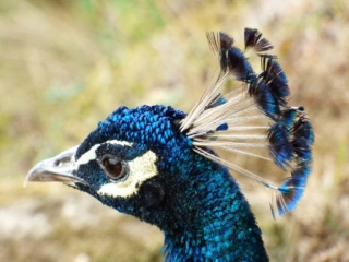 Paon du Parc Animalier de Branféré - Morbihan
