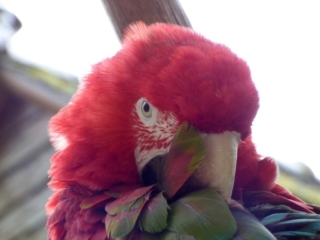 Ara du Parc Animalier de Branféré - Morbihan