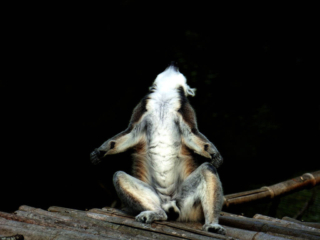 Lémurien du Parc Animalier de Branféré - Morbihan