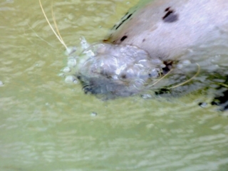 Veau marin femelle du Parc Animalier de Branféré - Morbihan