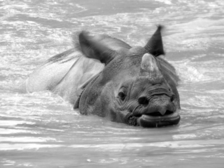 Rhinocéros du Parc Animalier de Branféré - Morbihan