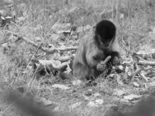 Singe capucin du Parc Animalier de Branféré - Morbihan
