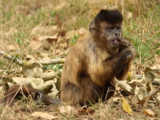 Singe capucin du Parc Animalier de Branféré - Morbihan