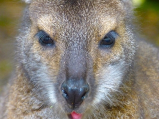 Wallaby du Parc Animalier de Branféré - Morbihan