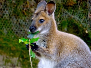 Wallaby du Parc Animalier de Branféré - Morbihan